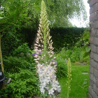 Lis des steppes