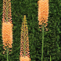 Eremurus
