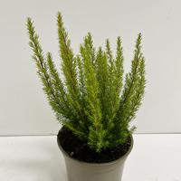 Bruy�re arborescente
