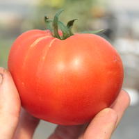 Tomates charnues