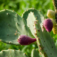 Opuntia