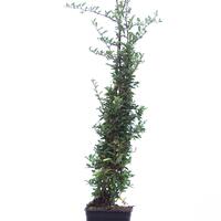 Feuerdorn 'Soleil d'Or'