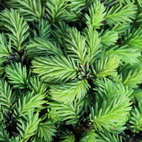 �pic�as (Picea)