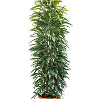 Ficus sabre (F. binnendijkii)