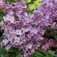 Lilas � fleurs de jacinthe