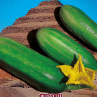 Plantes de concombre