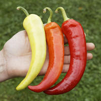 Graines de poivron