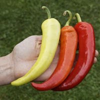 Plantes de poivron
