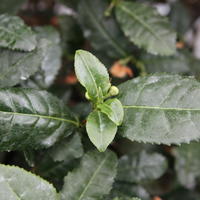 Plante � th� - Camellia sinensis