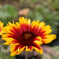 Gaillardes - Gaillardias