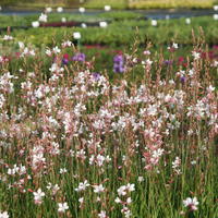 Gaura