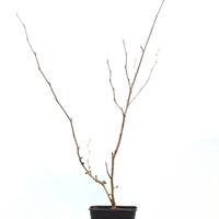 Gelbe Zaubernuss 'Barmstedt's Gold'