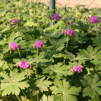 G�ranium vivace rhizomateux 'Czakor'