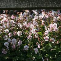 G�ranium vivace 'Biokovo'