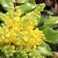 Mahonia, �pine-vinette � feuilles de houx
