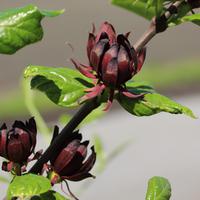 Arbre aux an�mones (Calycanthus)