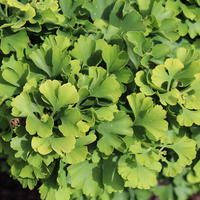 Ginkgo 'Mariken' demi-tige
