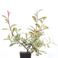 Glanzmispel 'Pink Marble'