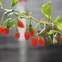 Baies de Goji