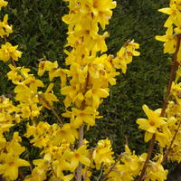 Forsythia