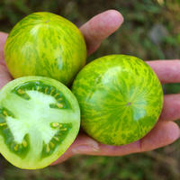 Tomates vertes