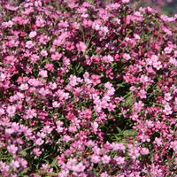 Gypsophile