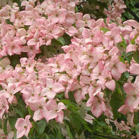 Cornouiller � fleurs