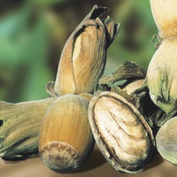 Noisetiers