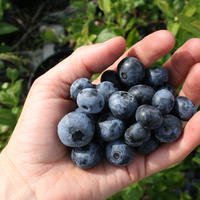 Myrtille Blue Dessert�