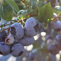 Myrtille Blueroma�
