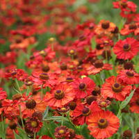 Helenium