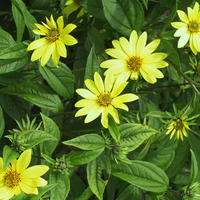 Helianthus vivace