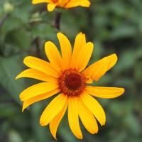 Heliopsis - H�liopside