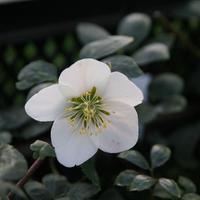 Vivaces floraison f�vrier