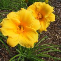 H�m�rocalles 