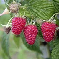 Les baies superfood
