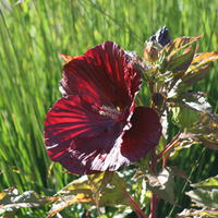 Hibiscus vivace