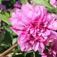 Rubus spectabilis, Ronce remarquable