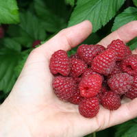 Framboisier Lubera� 'Sanibelle'