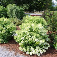 Hortensias - sp�cialit�s