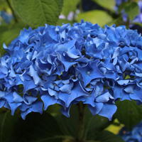 Hortensias, Hydrangea