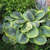 Hosta de Siebold 'Frances Williams'