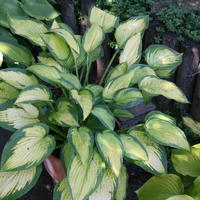 Hosta 'Pauls Glory'