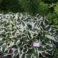 Hosta 'Patriot'