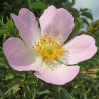 Roses - par type