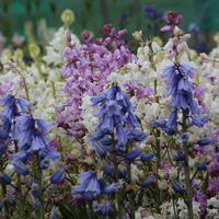 M�langes de bulbes de fleurs