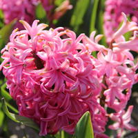 Jacinthe 'Pink Pearl'