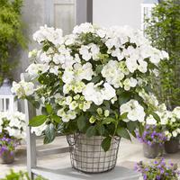 Hortensia grimpant