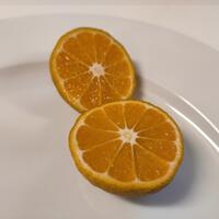 Ton orangeraie ASSORTIMENT (-20%)