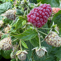 Framboise pourpre sans �pines 'Purple Love'�